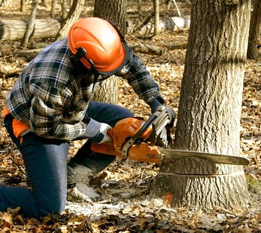 Tree Removal in Altaville, CA
